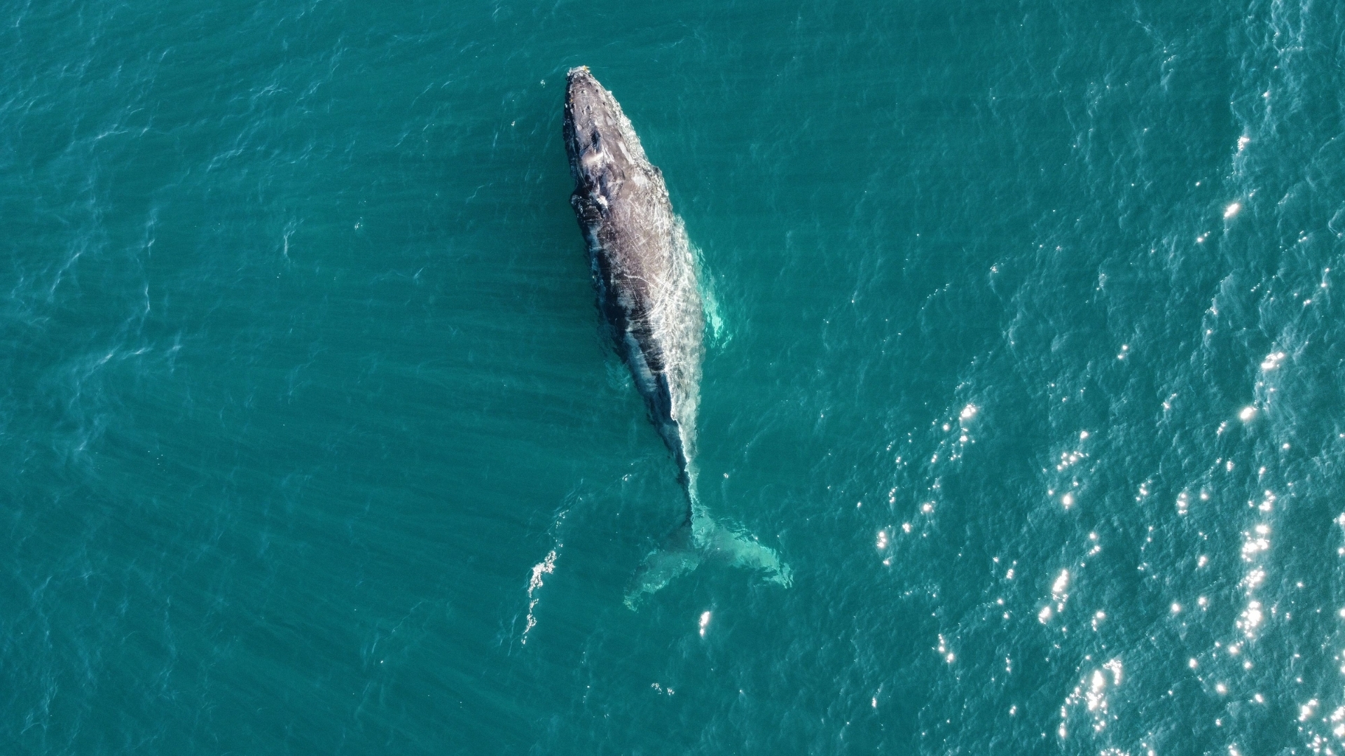 A gray whale swimming in the ocean near Baja California, Mexico, captured from a top-down drone view.