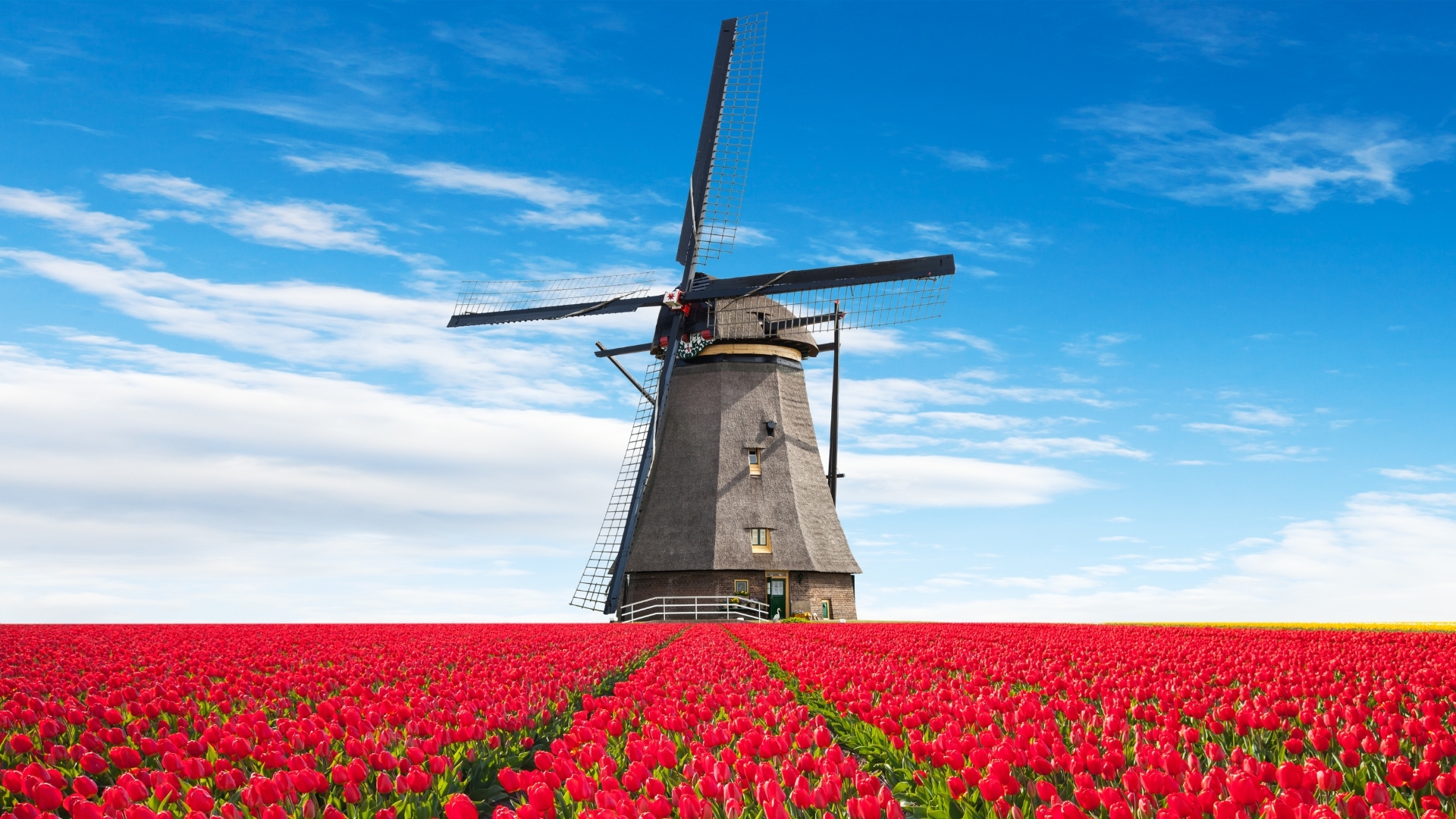A vibrant field of red tulips stretches across the foreground, leading up to a traditional Dutch windmill set against a bright blue sky with scattered clouds.